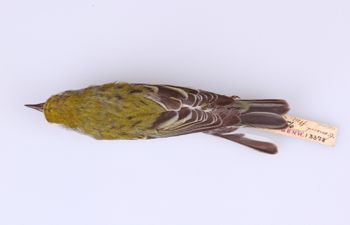 Media type: image;   Ornithology 293556 Description: Dendroica pensylvanica;  Aspect: dorsal